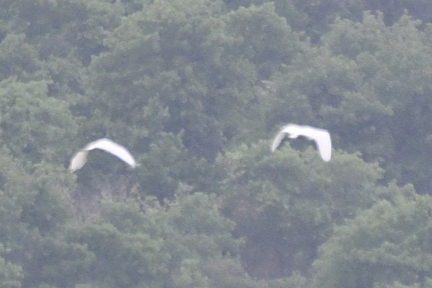 Great Egret - Carmen Ricer