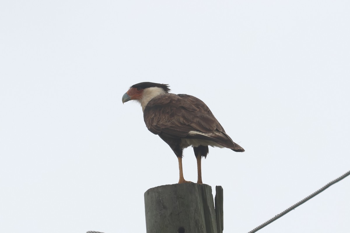 Crested Caracara - ML618228187