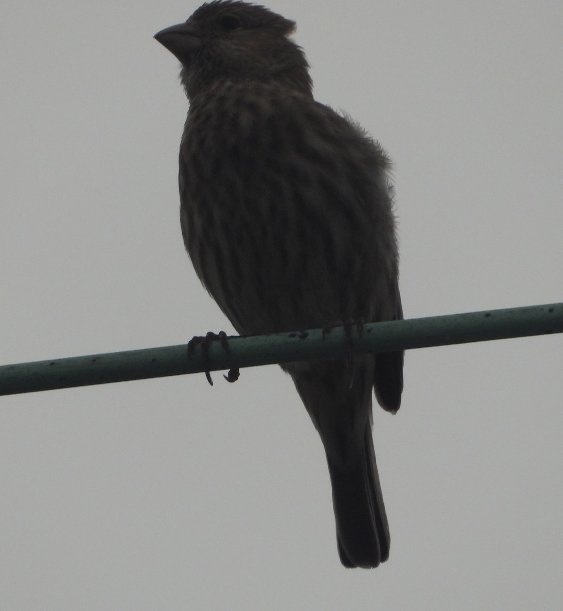 House Finch - ML618228189