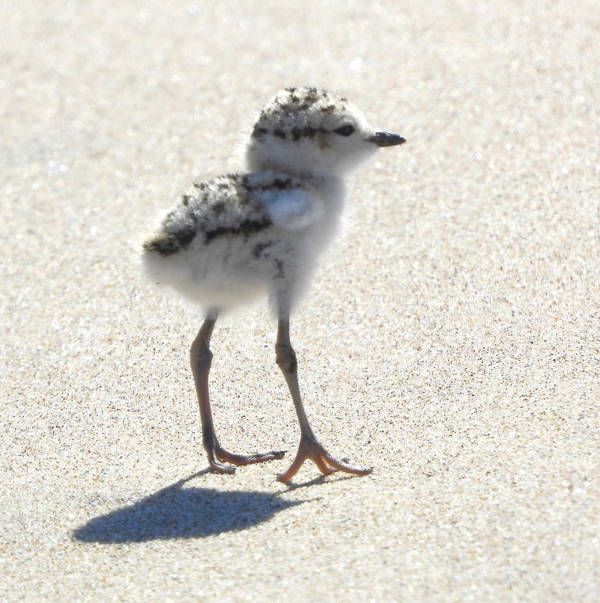 Snowy Plover - Lynn Scarlett