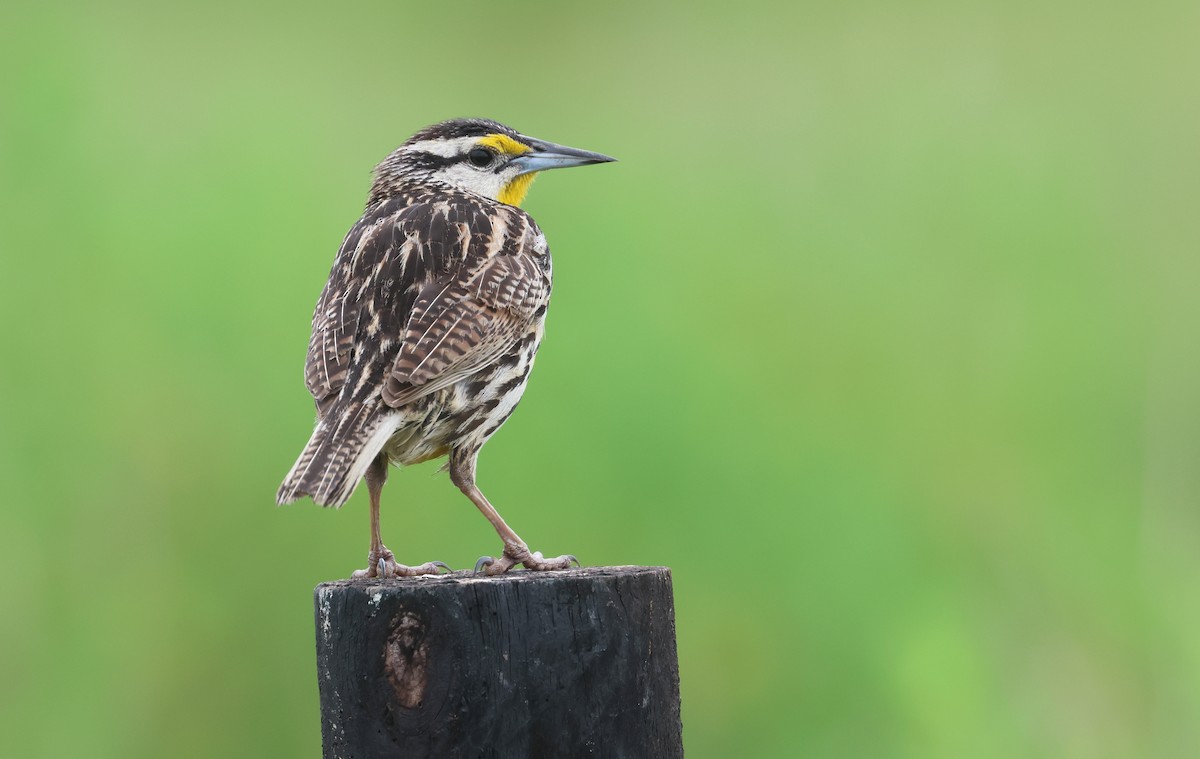 Eastern Meadowlark - ML618228207