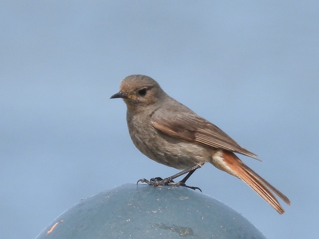 Black Redstart - Scott Fox