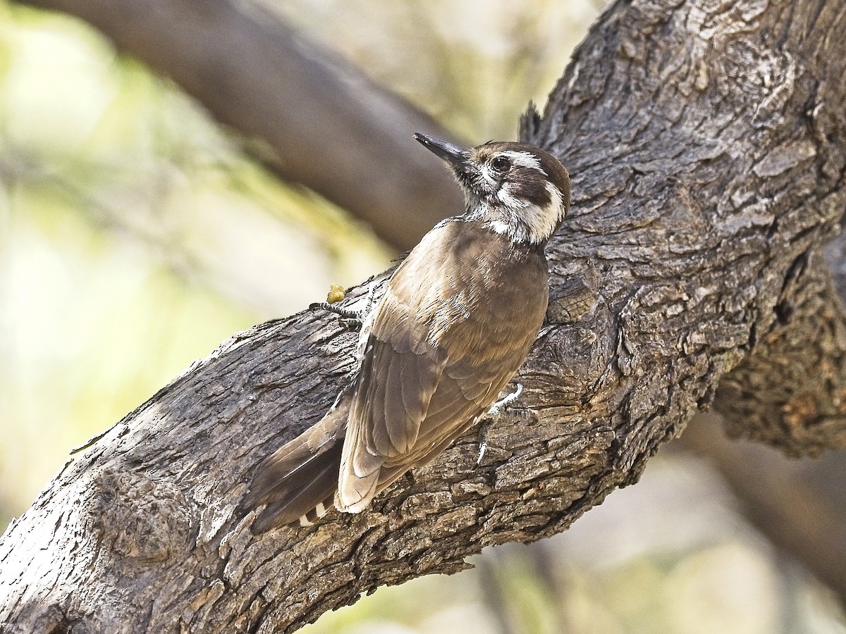 Arizona Woodpecker - Daniel Richards