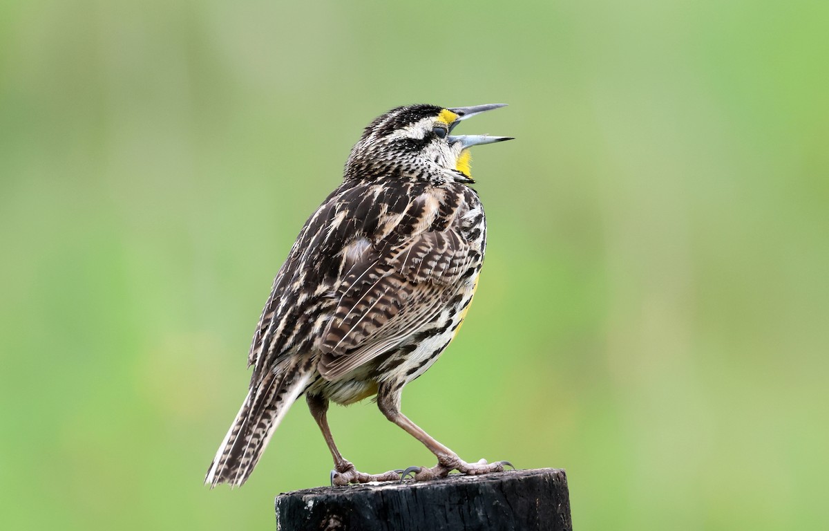 Eastern Meadowlark - ML618228241