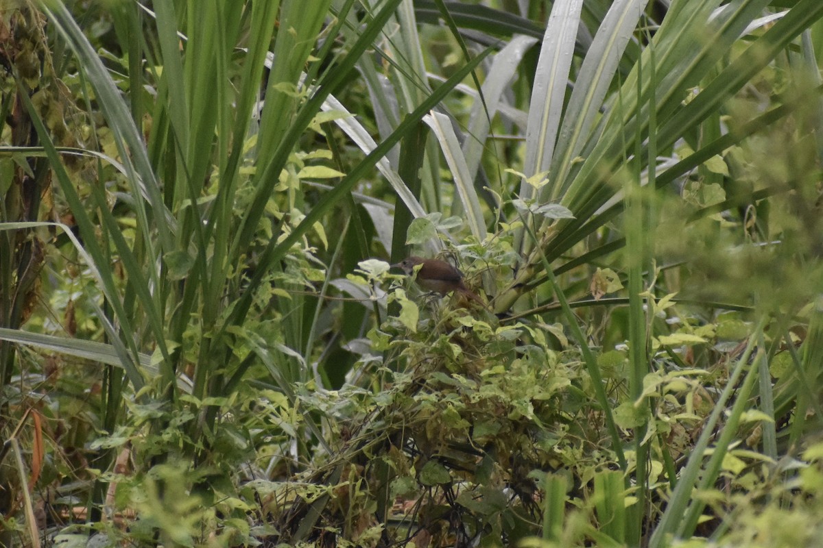 White-bellied Spinetail - ML618228292