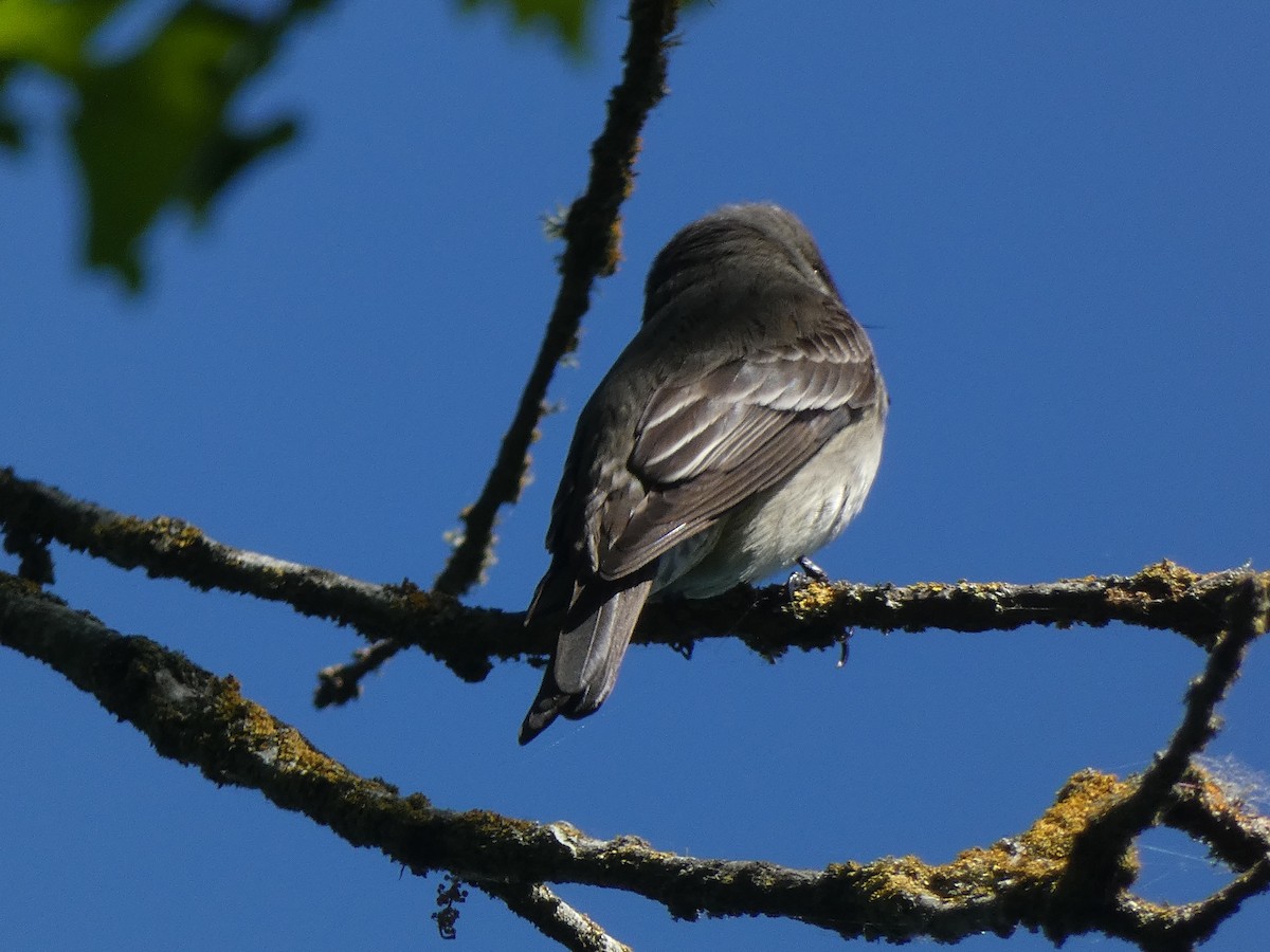 Western Wood-Pewee - Linda Fraley