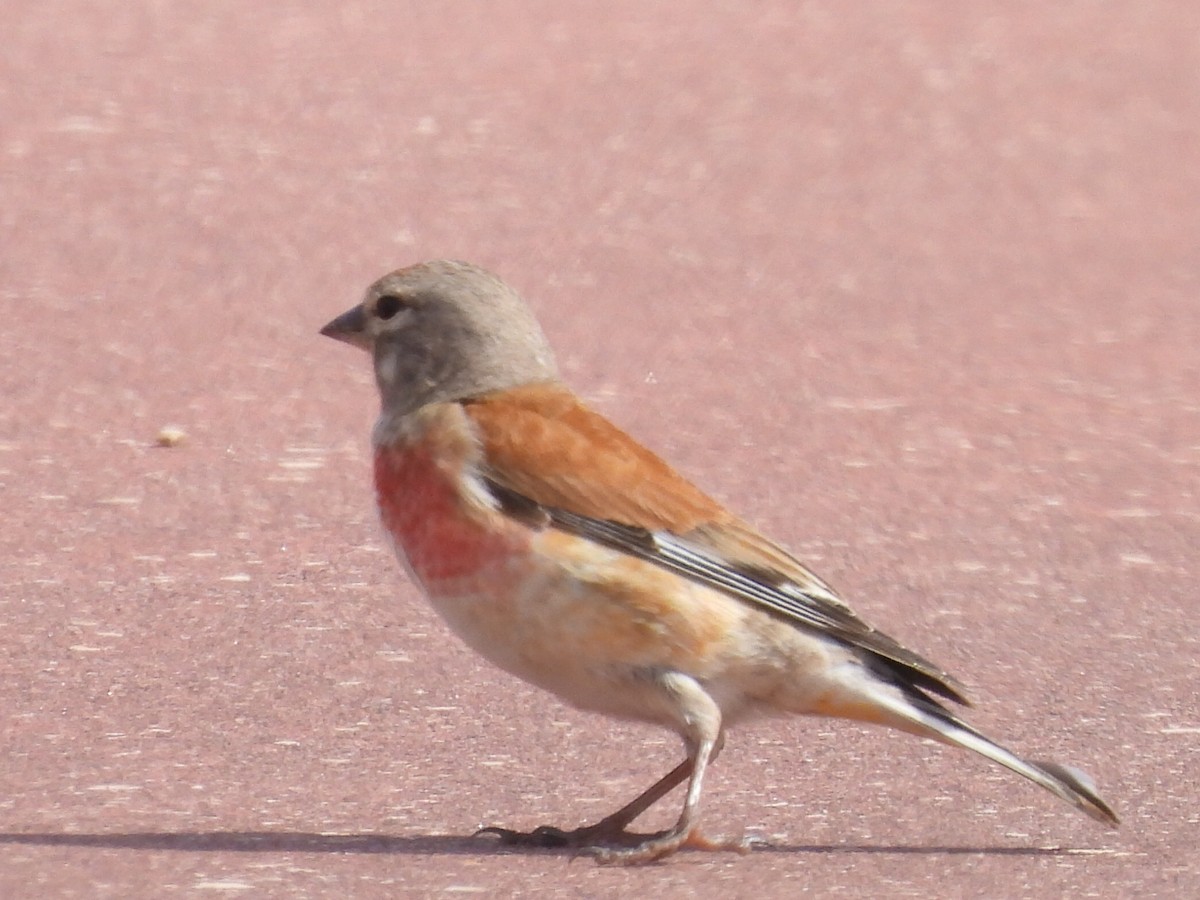 Eurasian Linnet - Scott Fox