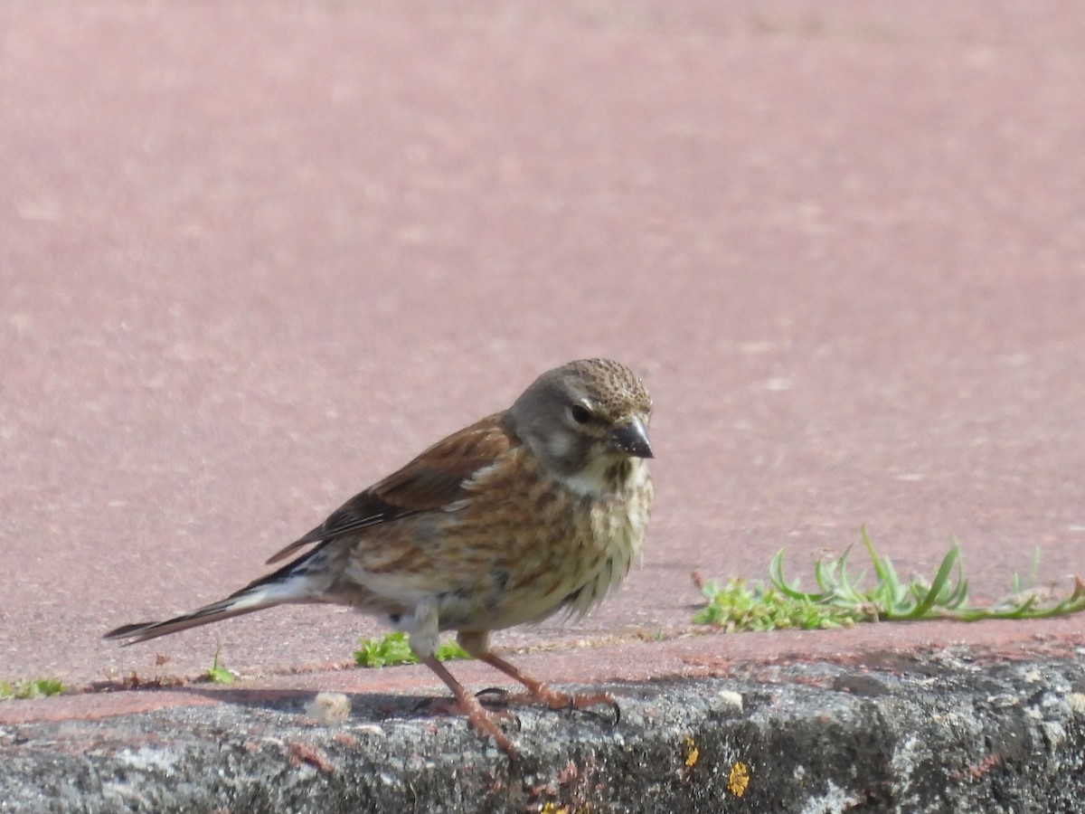 Eurasian Linnet - Scott Fox