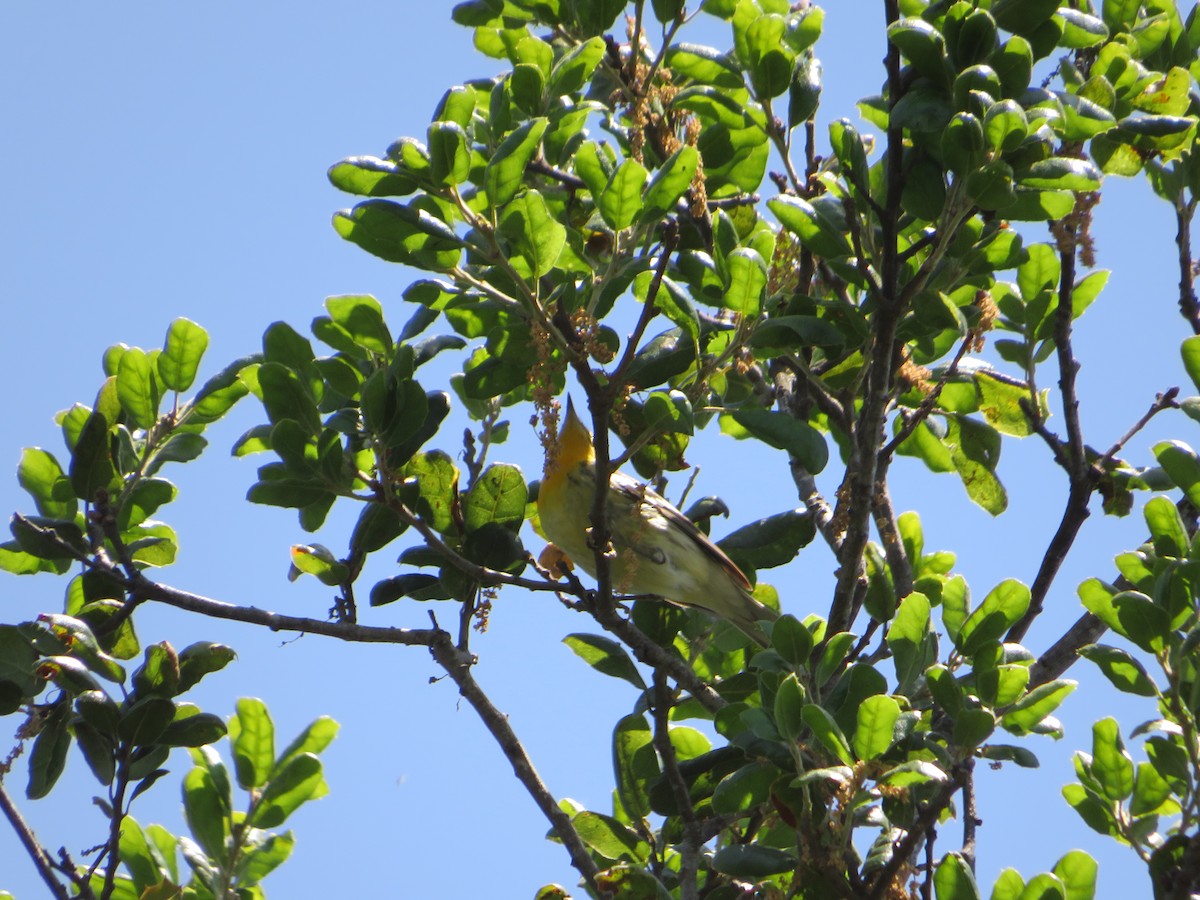 Blackburnian Warbler - Thomas Lopez