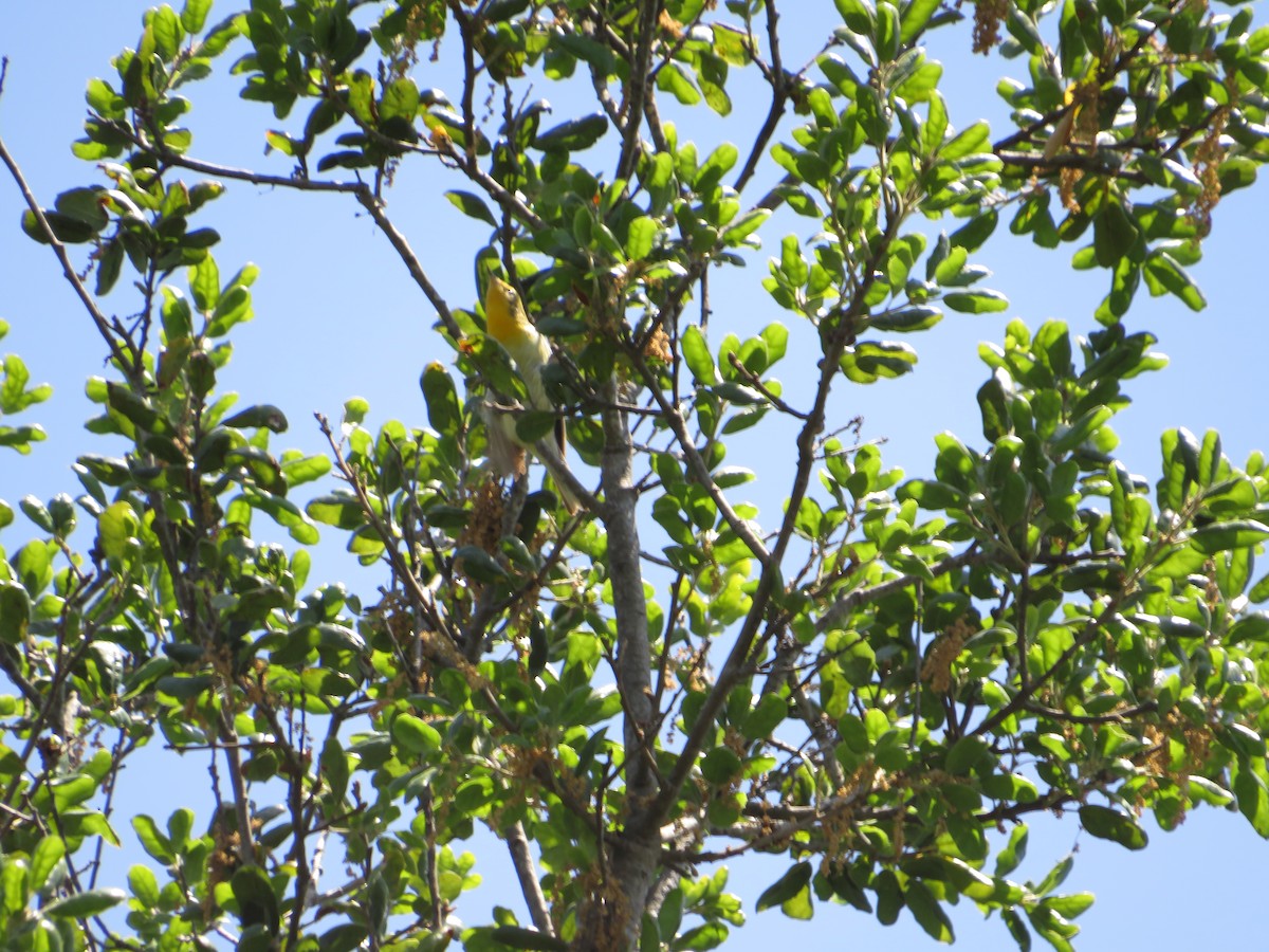 Blackburnian Warbler - Thomas Lopez