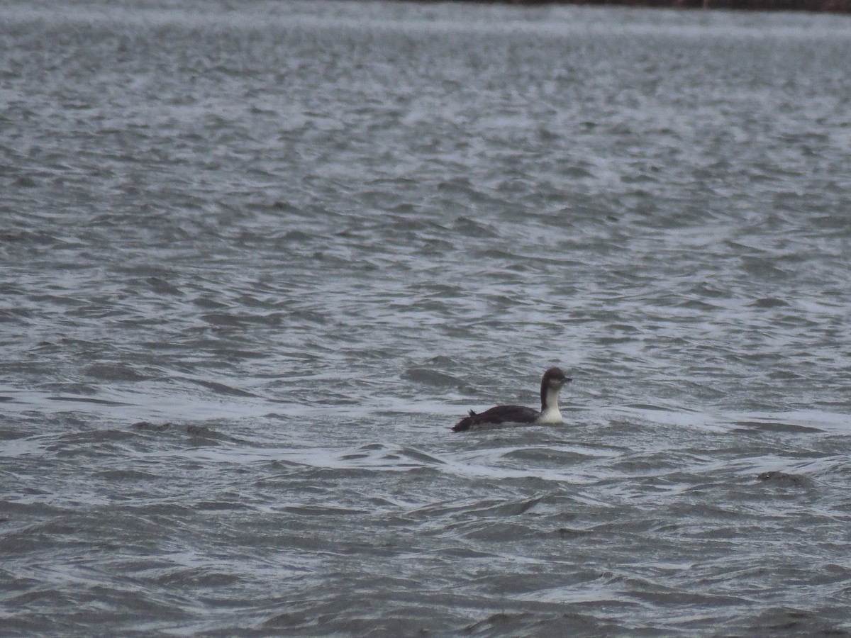 Pacific Loon - Ken Orich