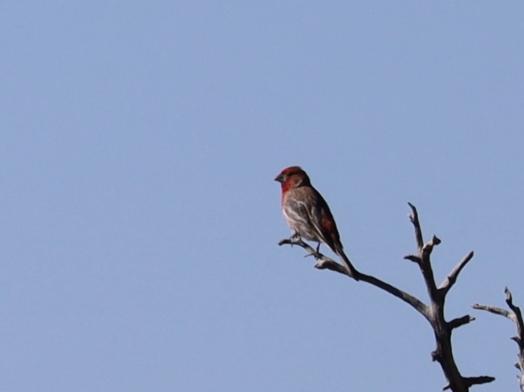 House Finch - Mohini Rawool-Sullivan