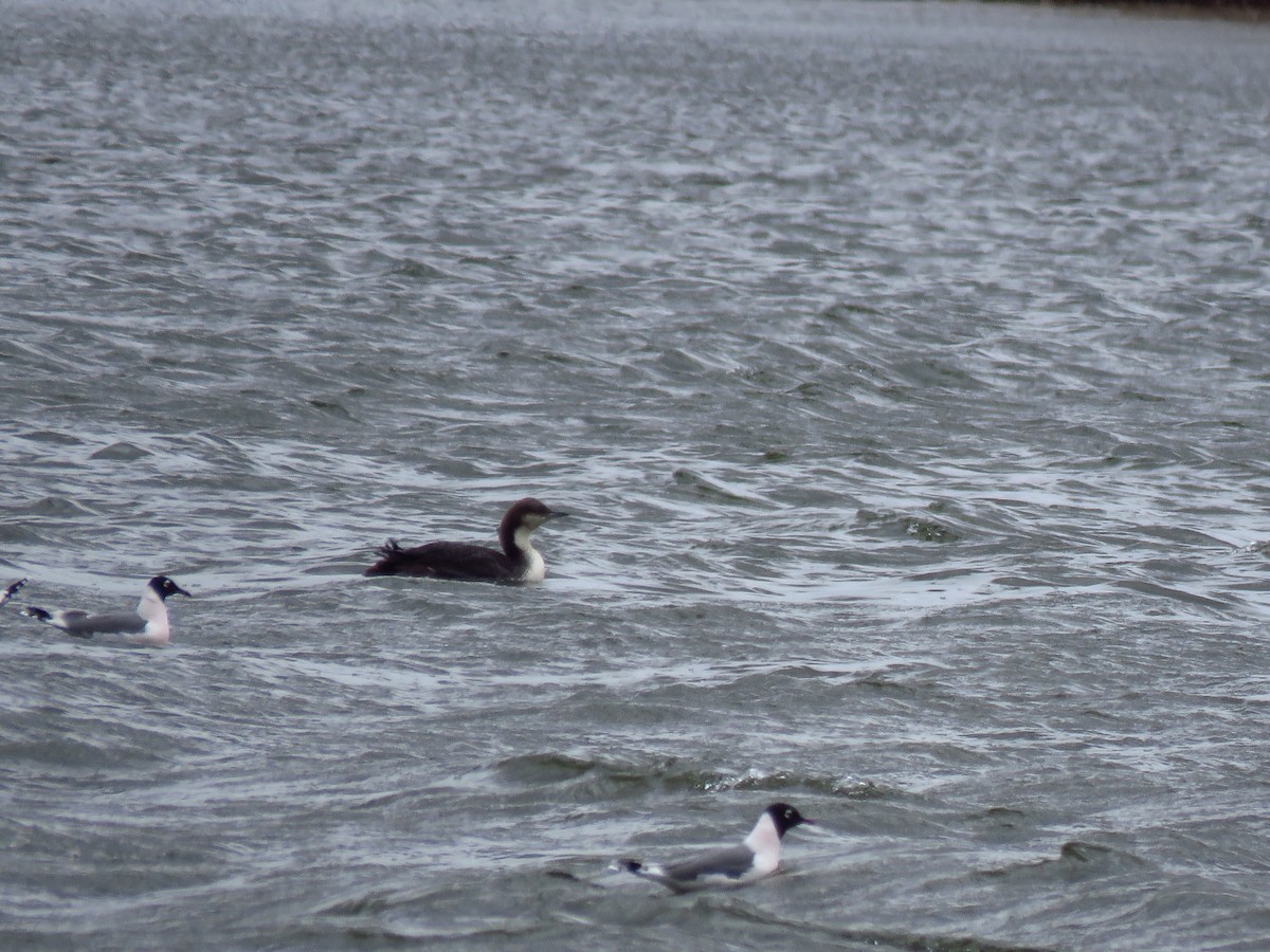 Pacific Loon - Ken Orich