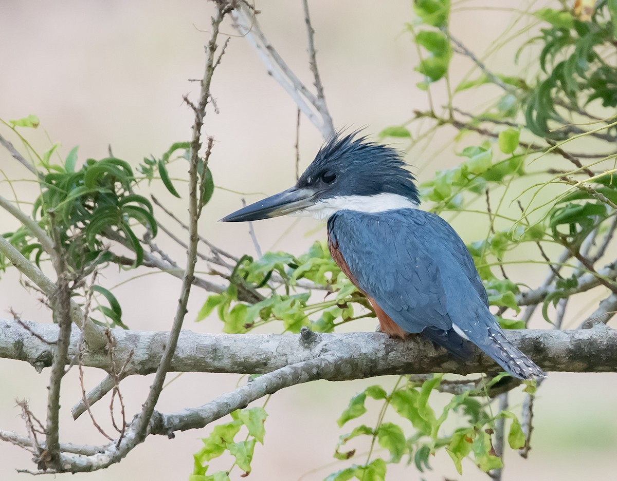 Ringed Kingfisher - Victor Gamez