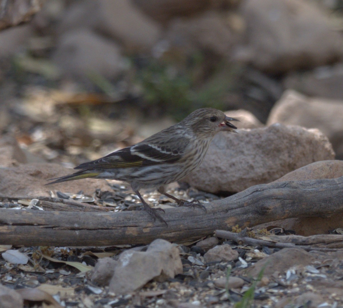 Pine Siskin - Daniel Richards