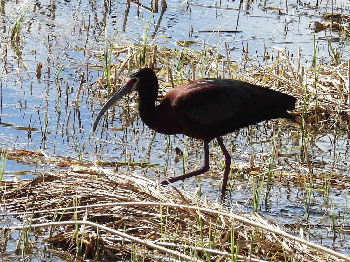 White-faced Ibis - Kathryn Hyndman