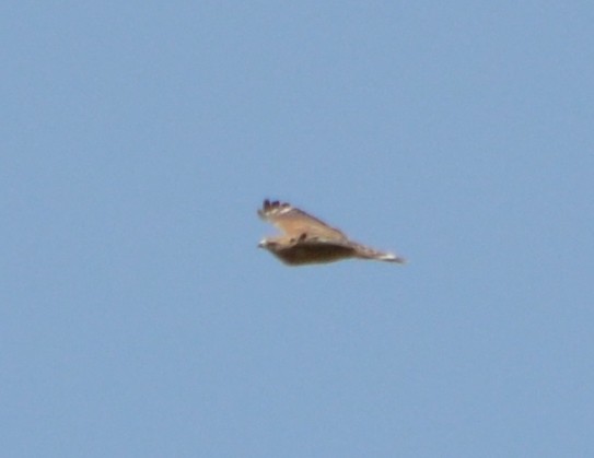 Broad-winged Hawk - ML618228433