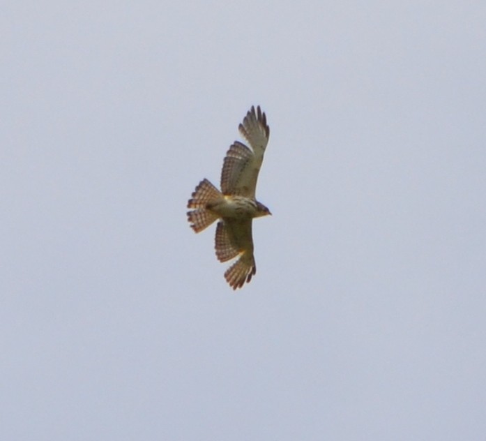 Broad-winged Hawk - ML618228434