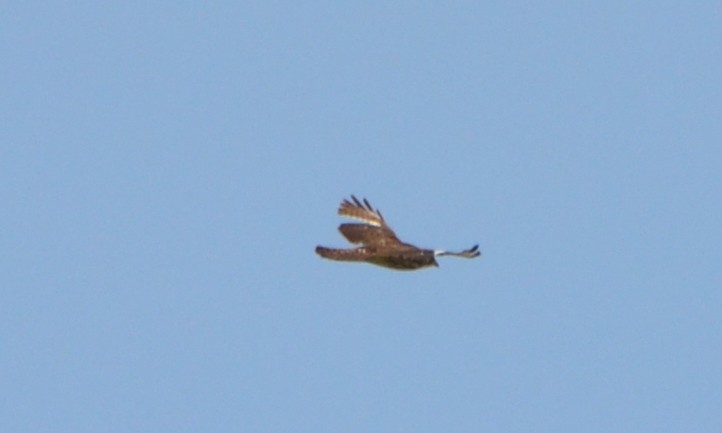 Broad-winged Hawk - ML618228436