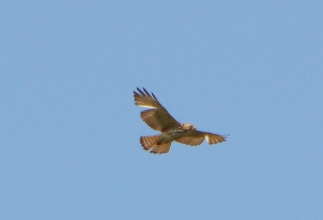 Broad-winged Hawk - ML618228437