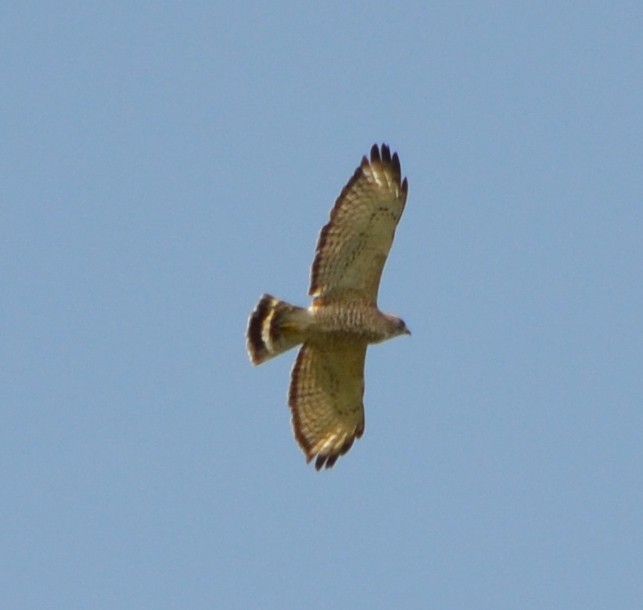 Broad-winged Hawk - ML618228439