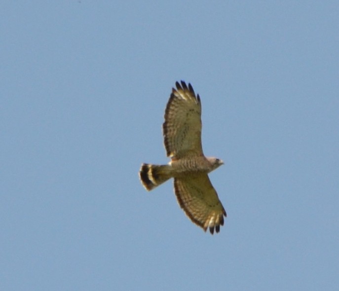 Broad-winged Hawk - ML618228440