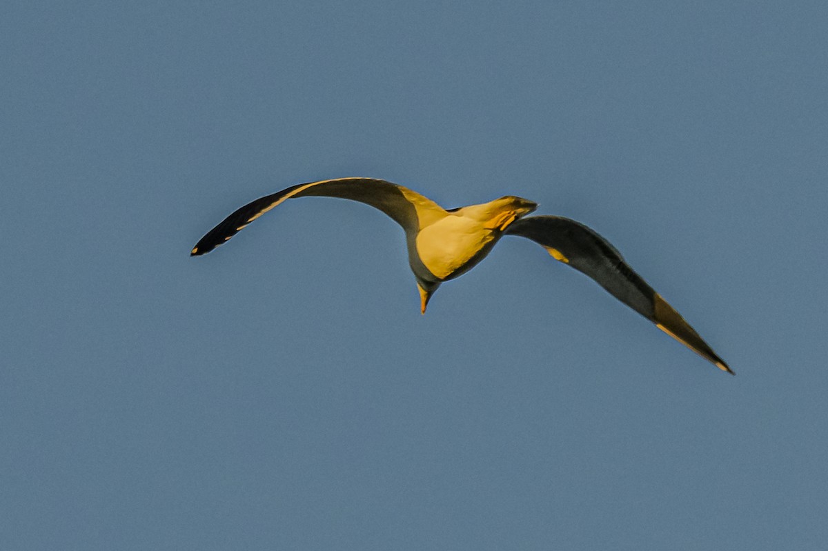 Brown-hooded Gull - Amed Hernández