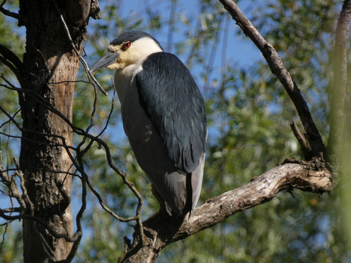 Black-crowned Night Heron - ML618228447