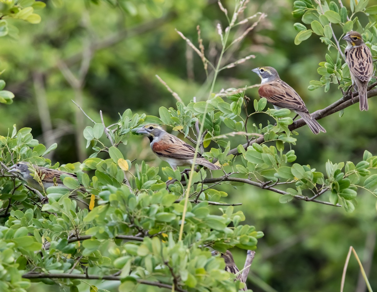 Dickcissel d'Amérique - ML618228463