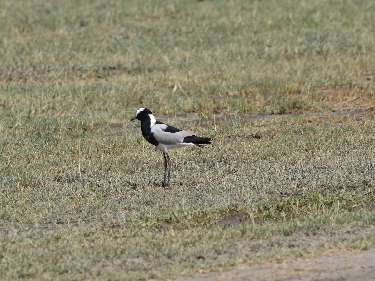 Blacksmith Lapwing - Shirley Bobier