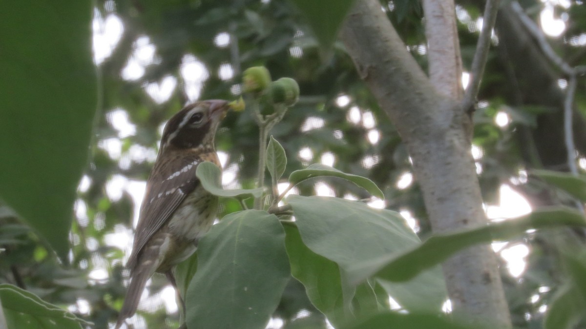 Rose-breasted Grosbeak - Pat Heirs