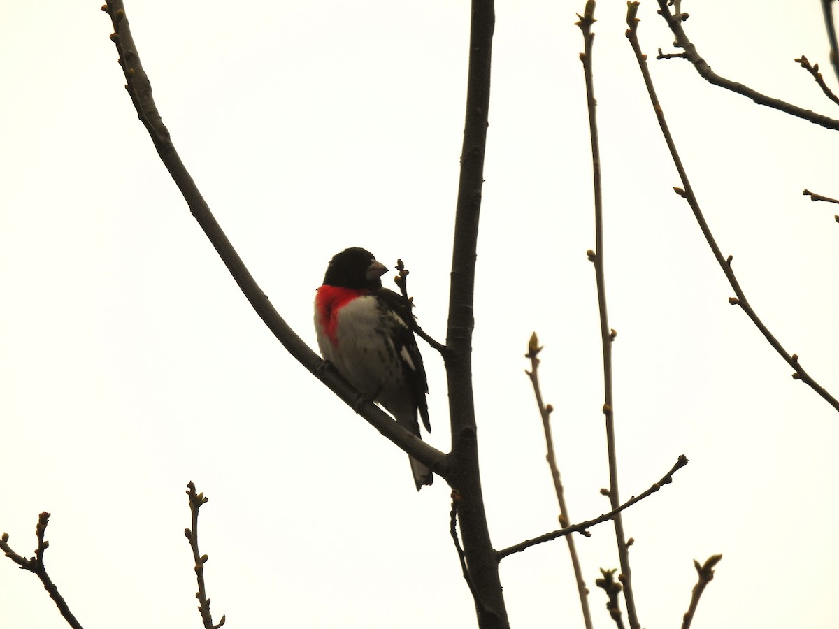 Rose-breasted Grosbeak - Cathy Olyphant