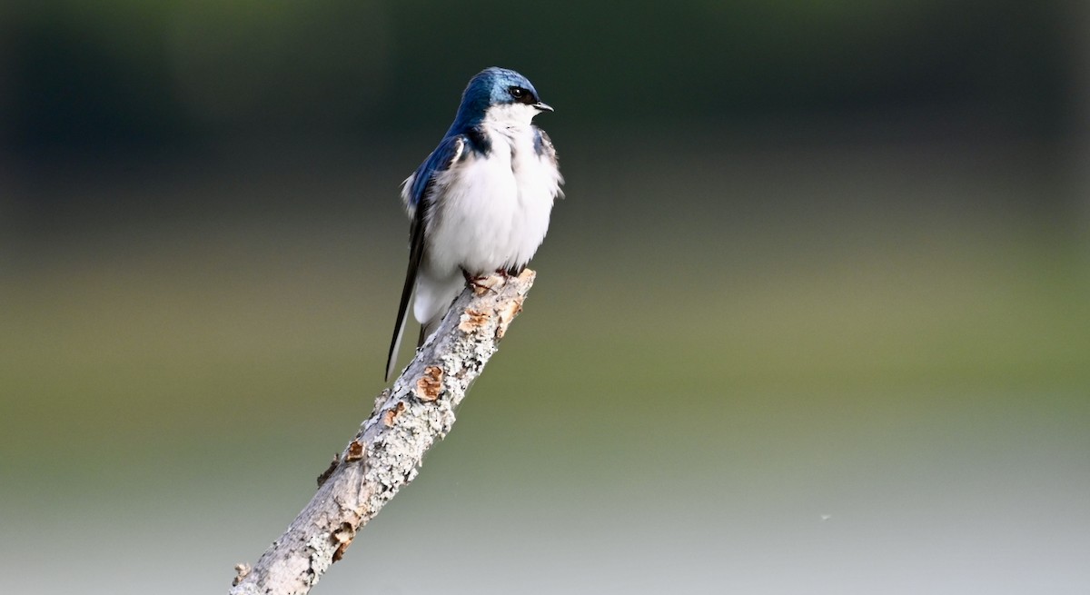 Tree Swallow - Lou Horwitz