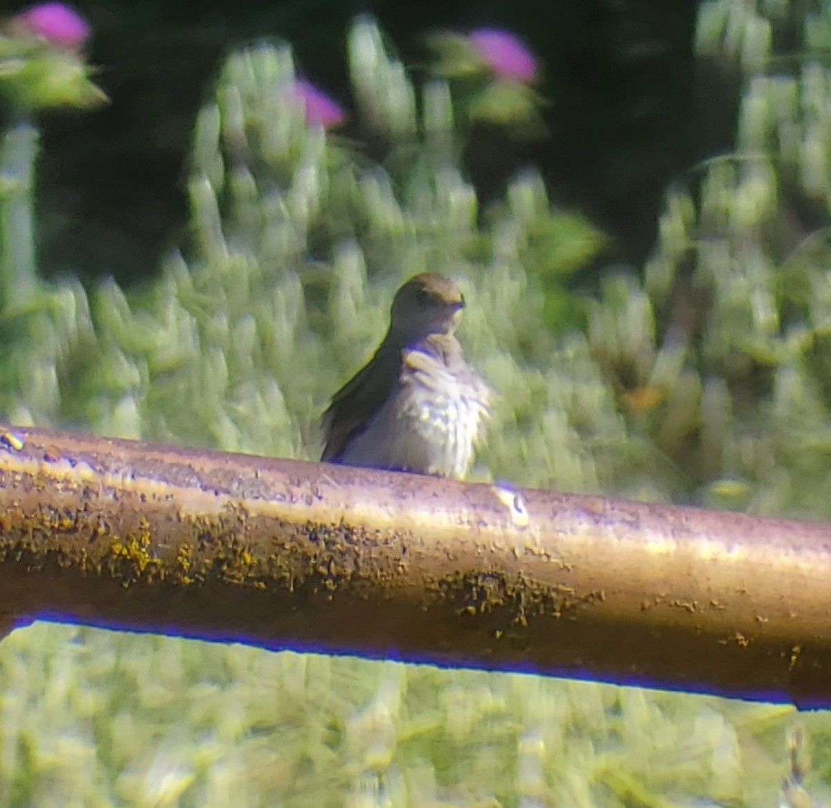 Northern Rough-winged Swallow - ML618228557