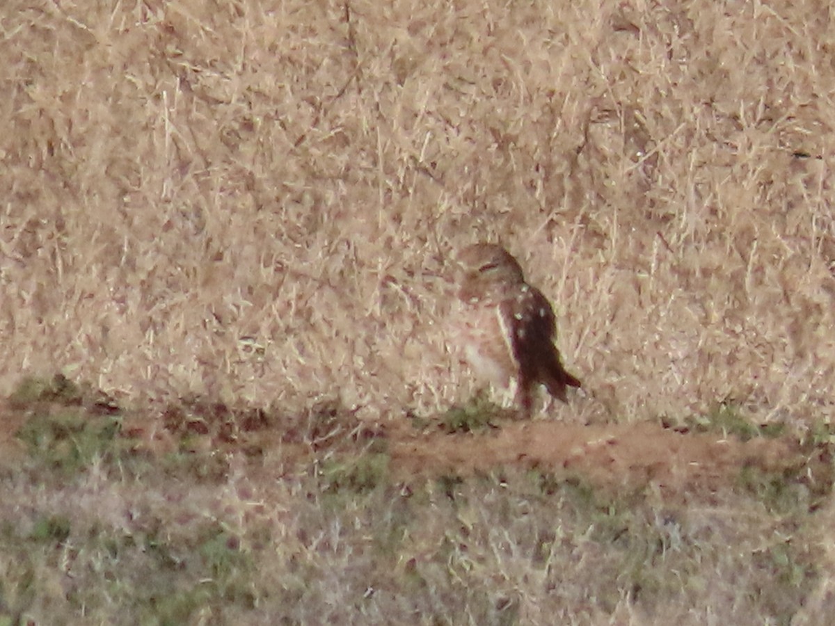 Burrowing Owl - Myron Gerhard