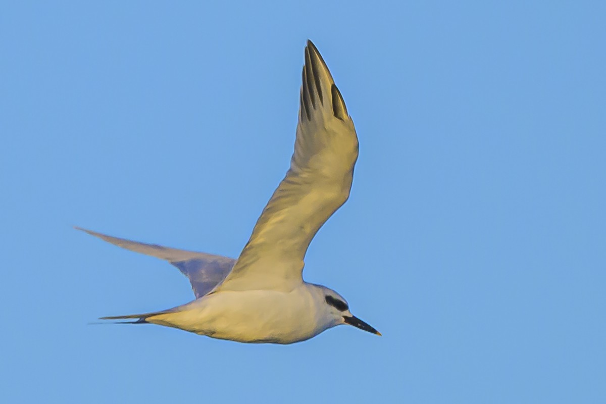 Snowy-crowned Tern - Amed Hernández