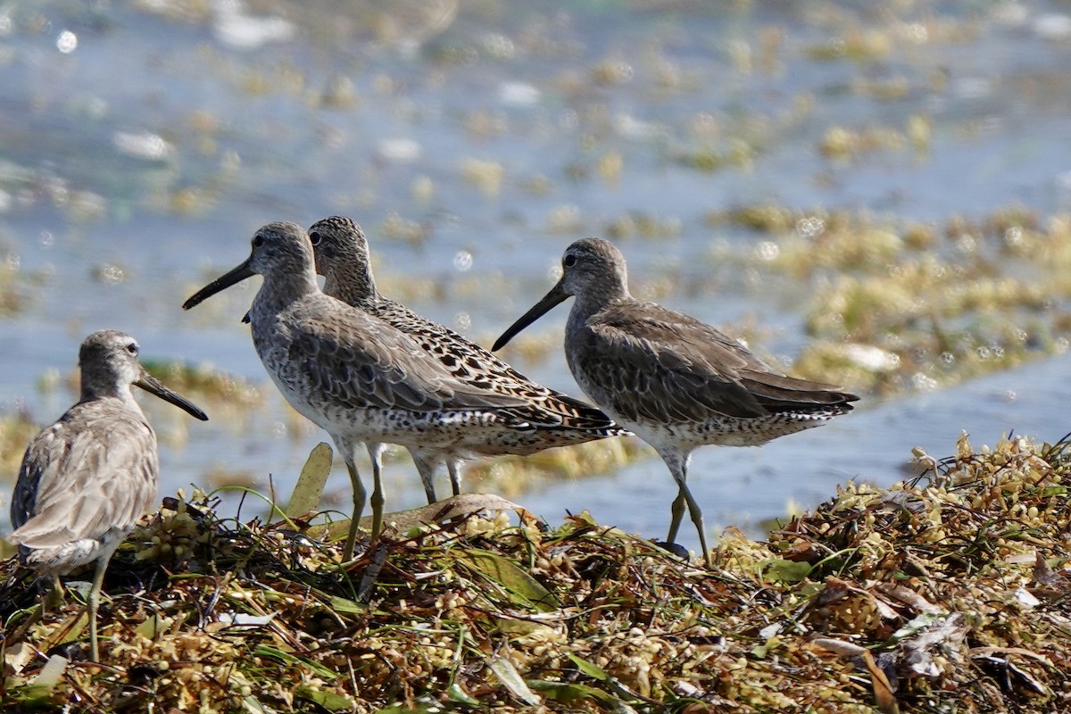 Short-billed Dowitcher (hendersoni) - ML618228594