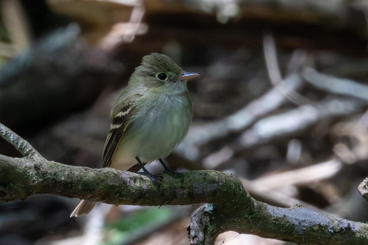 Acadian Flycatcher - Scott France