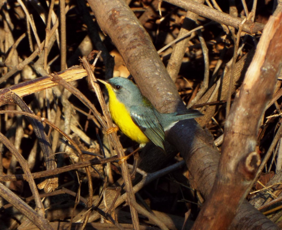 Tropical Parula - ML618228607