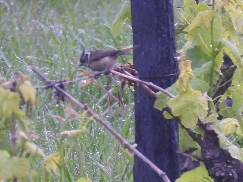 Crested Tit - Scott Fox