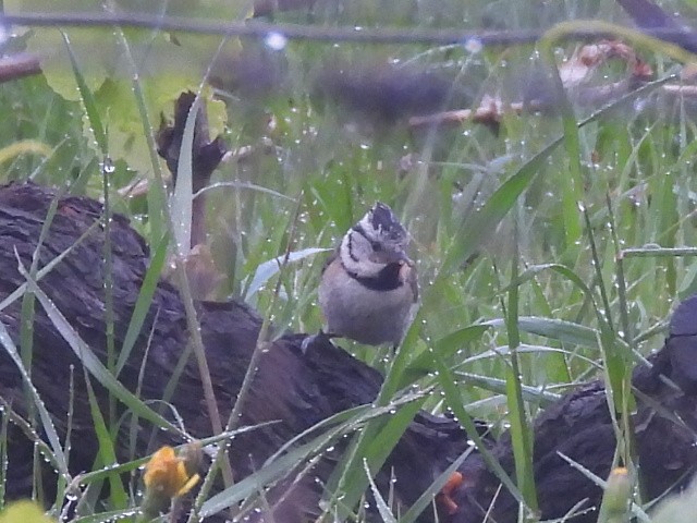 Crested Tit - Scott Fox