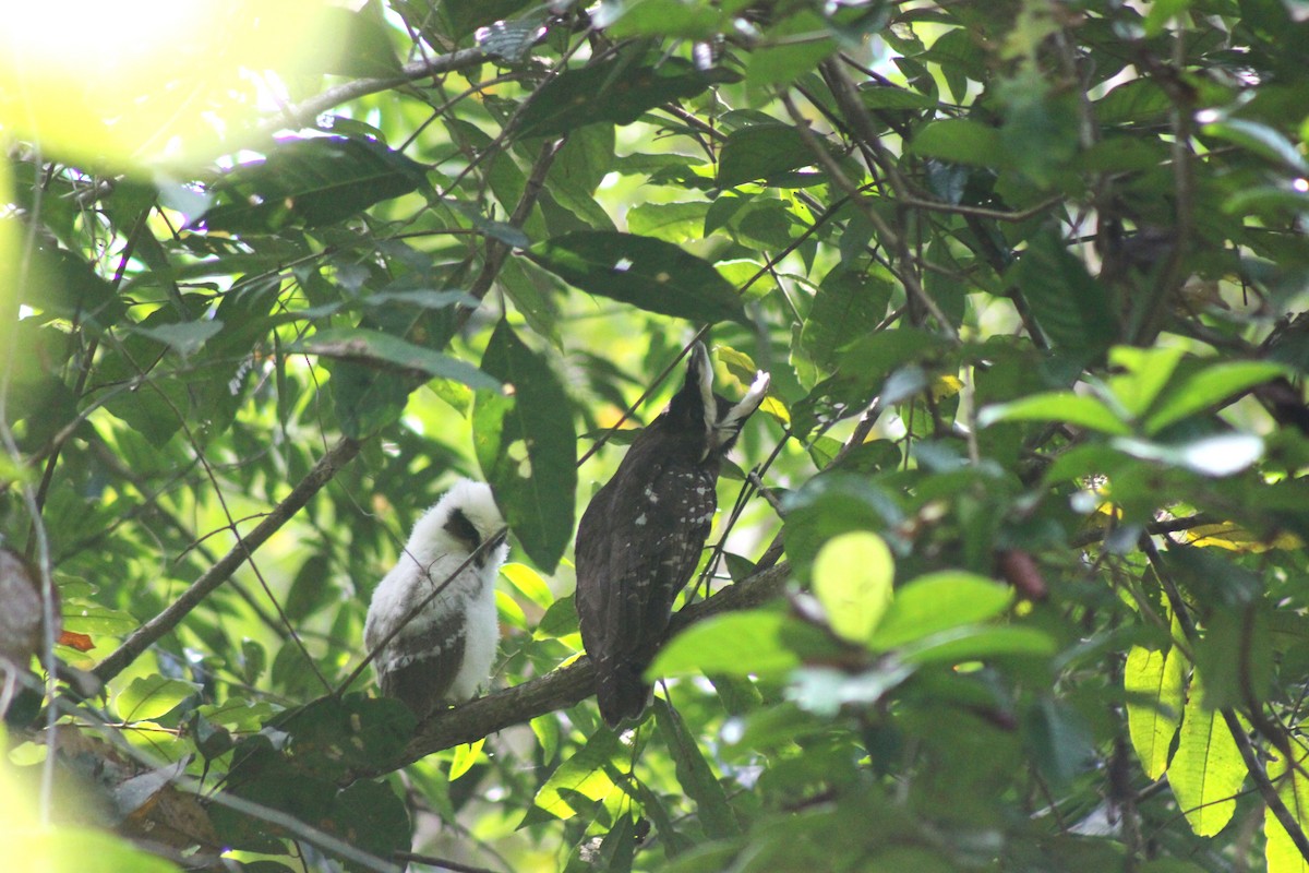 Crested Owl - Carlotta Bonaldi