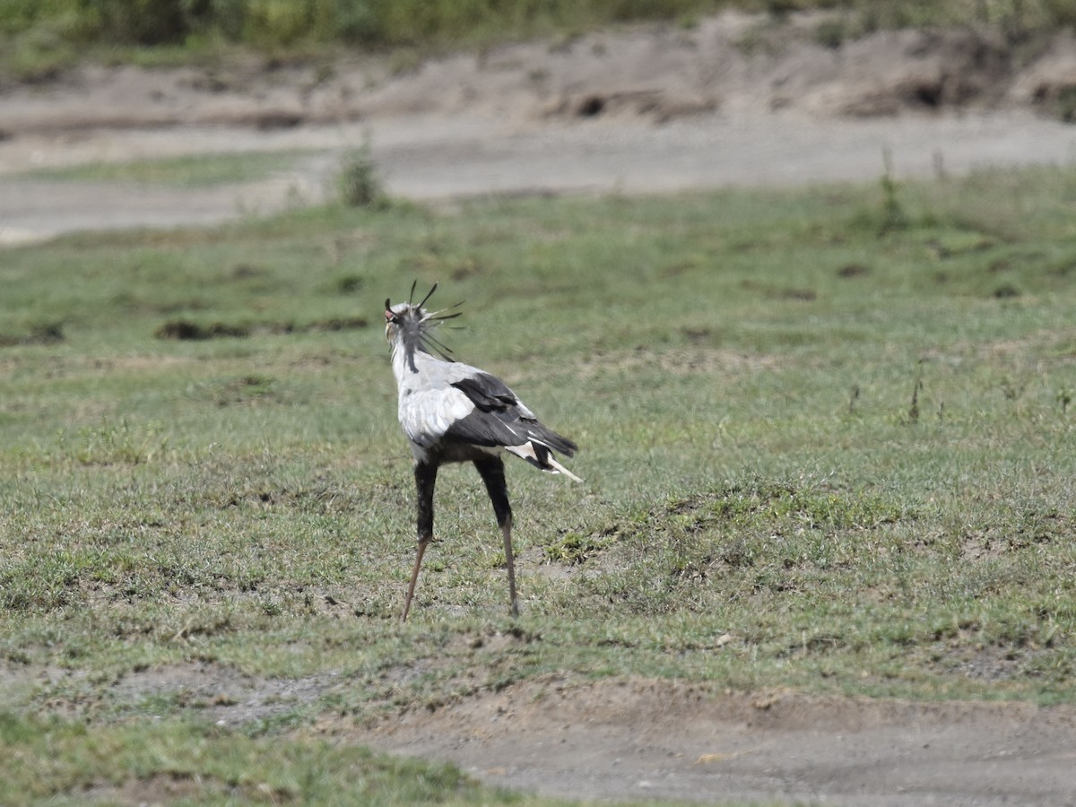 Secretarybird - Shirley Bobier