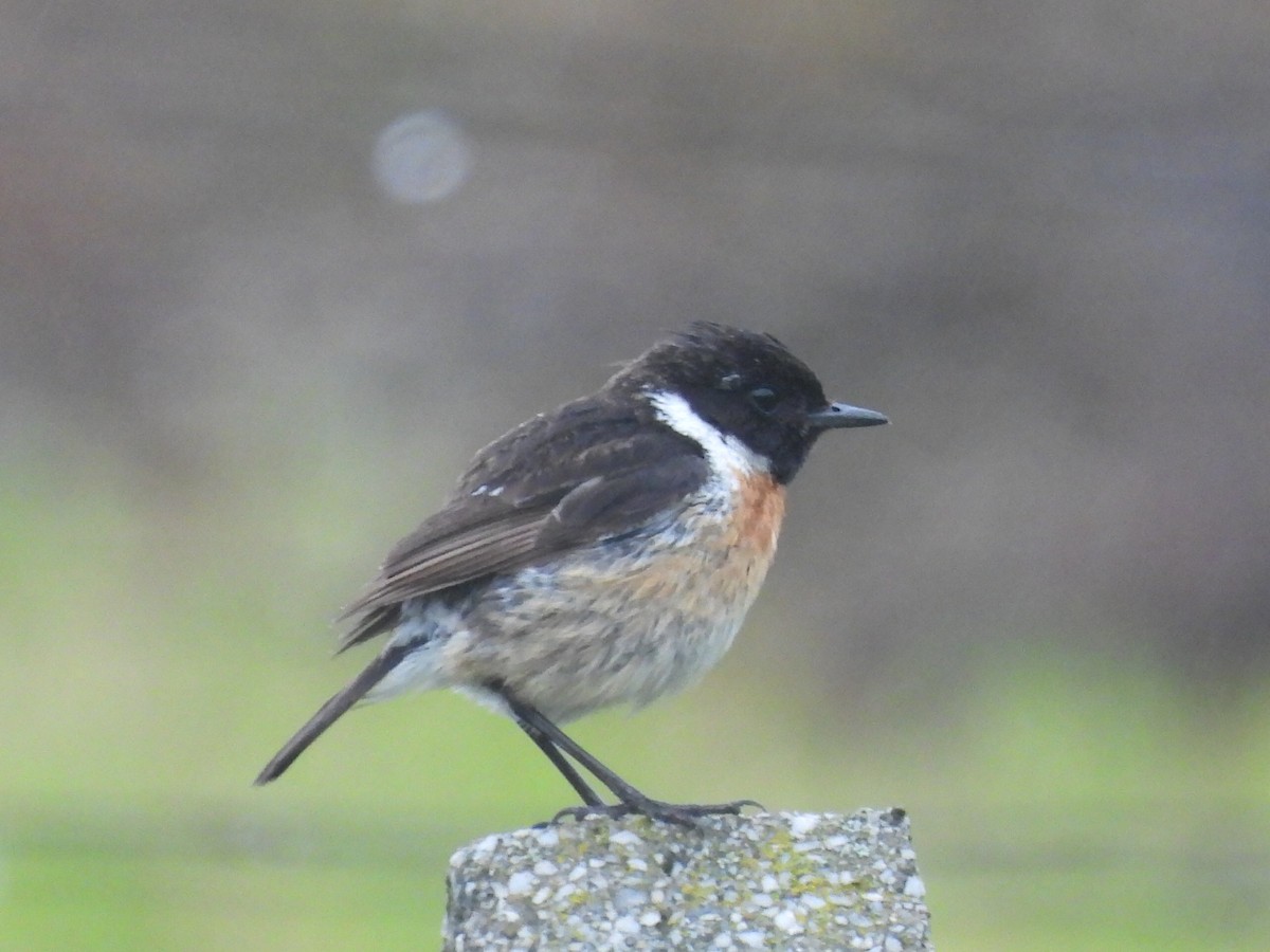 European Stonechat - Scott Fox