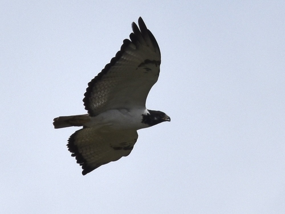 Black-chested Snake-Eagle - Shirley Bobier