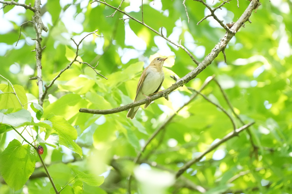 Veery - Todd DeVore