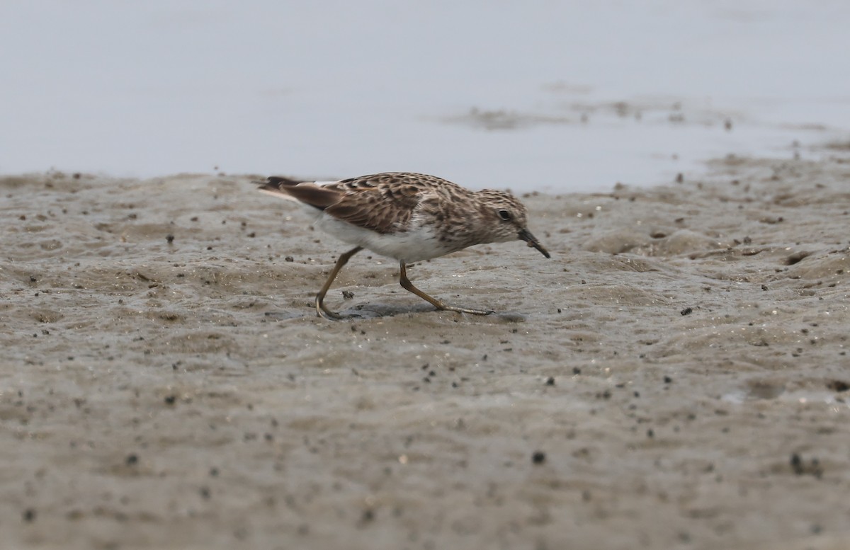 Least Sandpiper - John Drummond