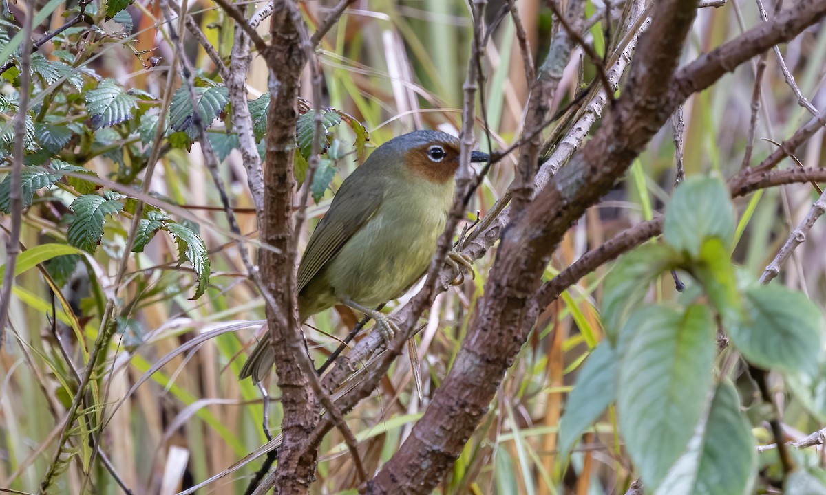 Rostgesicht-Streifenbrillenvogel - ML618228711