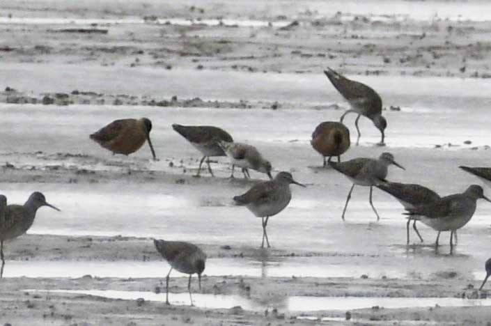 Sanderling - Colin Maguire