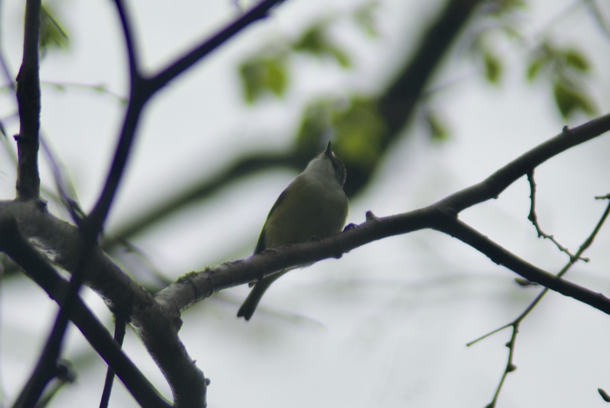 Blue-headed Vireo - Jasper Weinberg